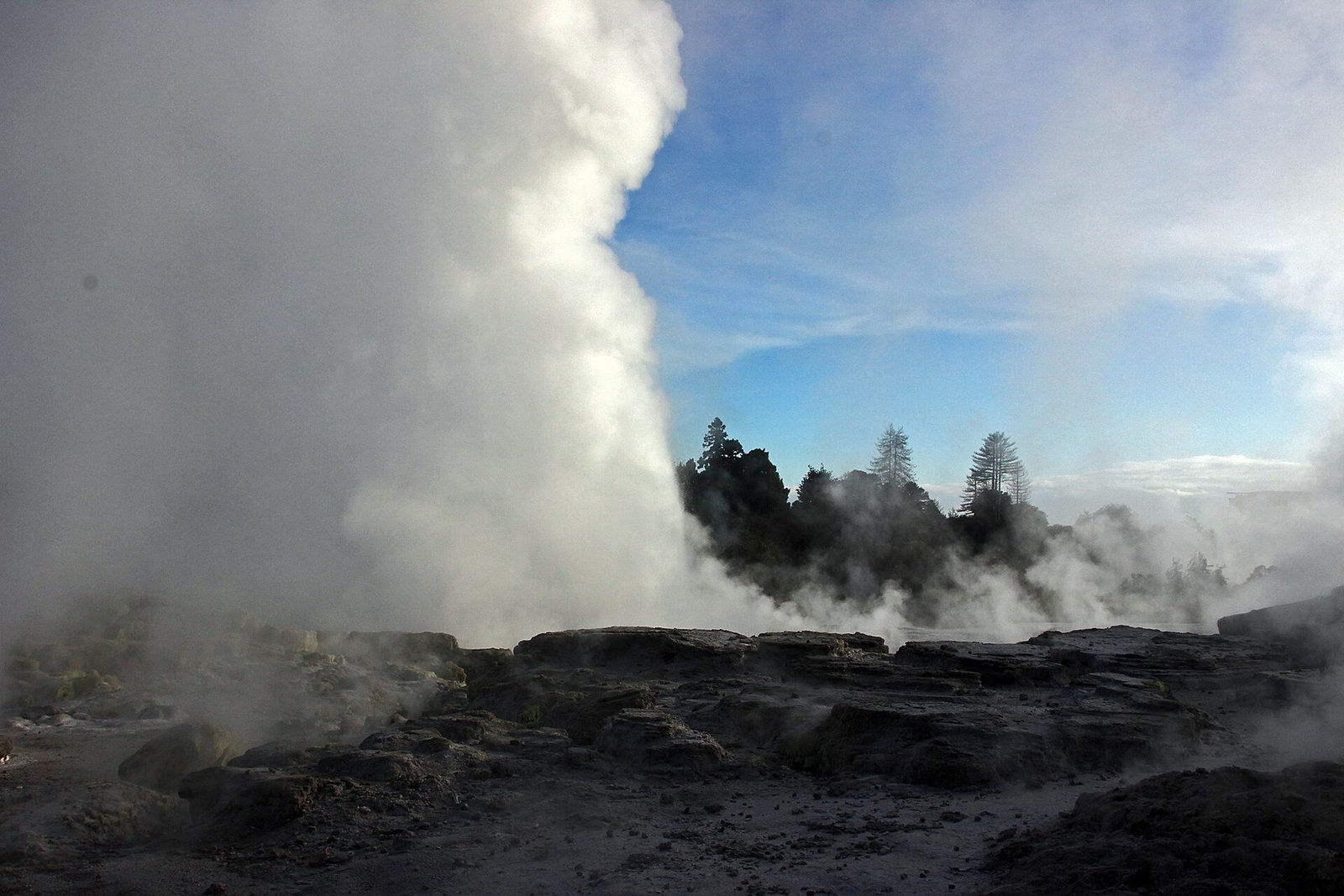 A geothermal geyser erupting at Whakarewarewa in Rotorua, New Zealand